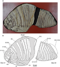 Thumbnail for Ctenosauriscidae