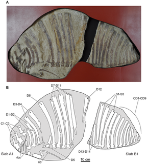 <i>Ctenosauriscus</i> genus of reptiles