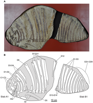 Ctenosauriscidae