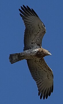 Águila culebrera en vuelo