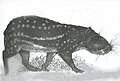 Cuniculus taczanowskii.jpg