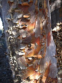 Hesperocyparis forbesii - Tecate cypress bark, at Guatay Mountain, Cuyamaca Mountains Cupressus forbesii bark.JPG