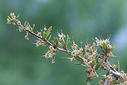 Hopearautaispensas (Cercocarpus ledifolius)