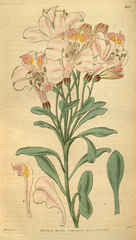 plate 3105 Alstroemeria neillii Mr. Neill's Alstroemeria