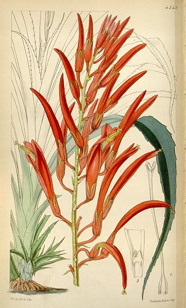 File:Curtis's botanical magazine (Tab. 4540) (8241614100).jpg