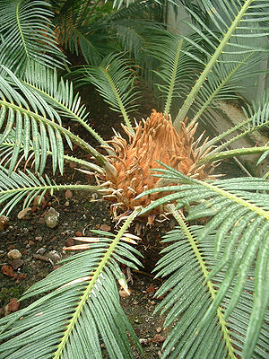 Cycas revoluta01.jpg