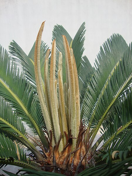 File:Cycas revoluta (2).jpg