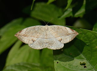 <i>Cyclidia javana</i> Species of hook-tip moth