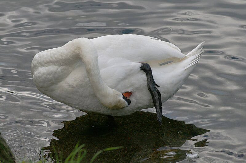 File:Cygnus olor acrobat.JPG