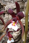 Cymbidium atropurpureum