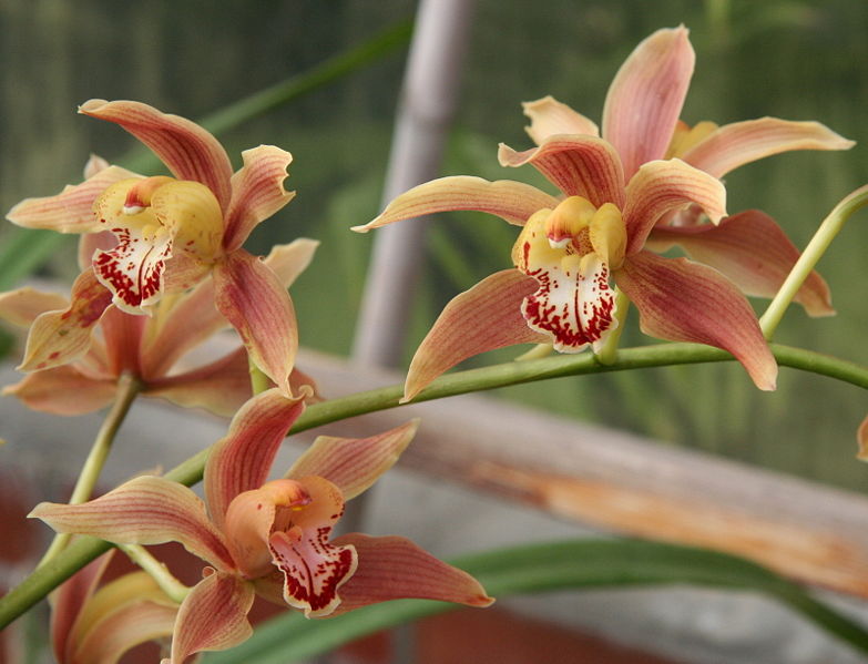 File:Cymbidium iridioides1.jpg