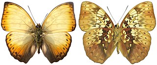 <i>Cymothoe hyarbita</i> Species of butterfly