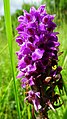 Dactylorhiza praetermissa Germany - Beckingen