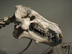 Daeodon skull.jpg 