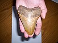 Megalodon tooth unearthed at Danitz-puszta, Mecsek (Miocene)