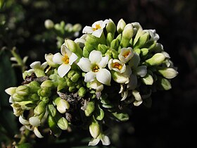 Daphne gnidium