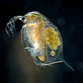 December 13: the water flea Daphnia magna