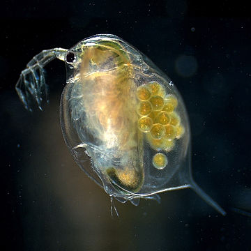 Daphnia magna