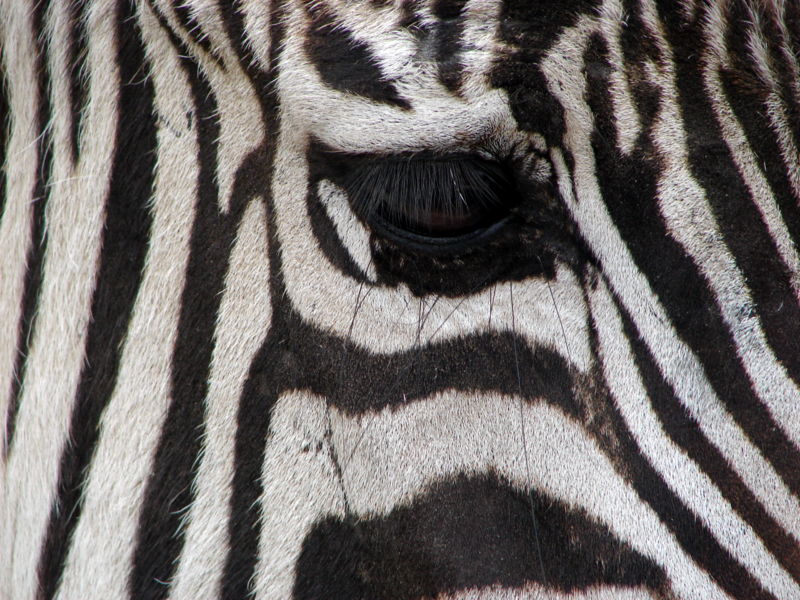 File:Darica zebra 00816.JPG