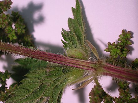 Pouch gall on nettle petiole Dasineura urticae on Urtica dioica.JPG