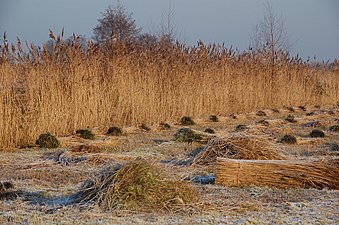 Gedeeltelijk geoogst rietveld (De Wieden, 2008)