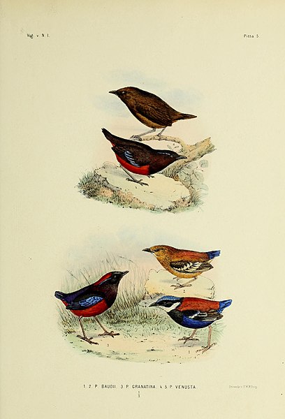 File:De vogels van nederlandsche Indië (1860) (20269391674).jpg