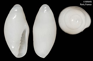 <i>Demissa nevilli</i> Species of gastropod