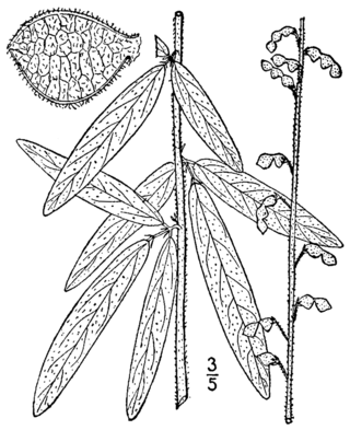 <i>Desmodium sessilifolium</i> Species of legume