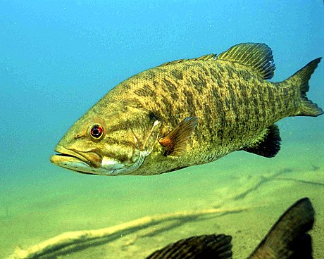 Detailed underwater photo of Smallmouth Bass Micropterus dolomieu.