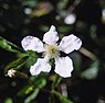 Dauwbraam (Rubus caesius)
