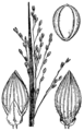 Dichanthelium depauperatum (as Panicum depauperatum) HC-1950.png