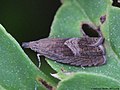 Dichrorampha simpliciana (Haworth, 1811)