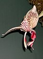 Stanhopea confusa