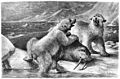Die Gartenlaube (1883) b 164.jpg Eisbären bei der Ausübung ihres Strandrechtes. Originalzeichnung von Ludwig Beckmann (D)