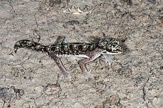 <i>Diplodactylus tessellatus</i> Species of lizard