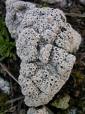 Diploschistes muscorum in Southwest Idaho 1.jpg