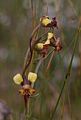 Diuris corymbosa -- Common Donkey Orchid