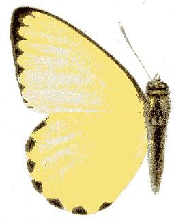<i>Dixeia cebron</i> Species of butterfly