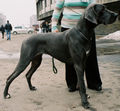 Dog niemiecki czarny 103.jpg