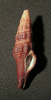 Dolicholatirus bairstowi 001.jpg