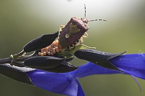 The laying eggs of the　Linnaeus