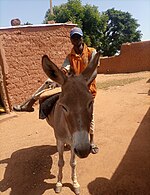 Donkey rider