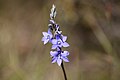 Thelymitra ixioides