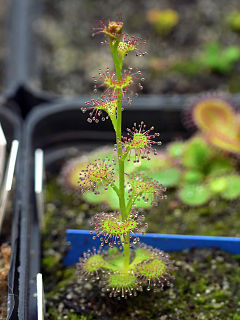 <i>Drosera platypoda</i> Species of carnivorous plant