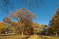 * Nomination Oaks (Quercus robur) in Drottningholm palace garden. Part of Royal Domain of Drottningholm - World Heritage Site. --ArildV 13:57, 5 November 2016 (UTC) * Promotion I taste the autumn, quality high enough for a Q1photo --Michielverbeek 14:43, 5 November 2016 (UTC)