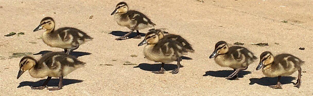 Ducklings and shadows.jpg