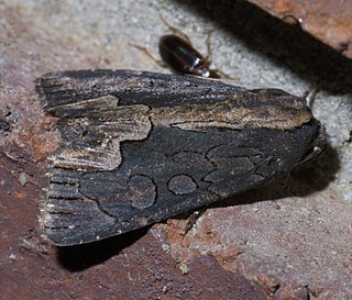 <i>Dypterygia rozmani</i> Species of moth