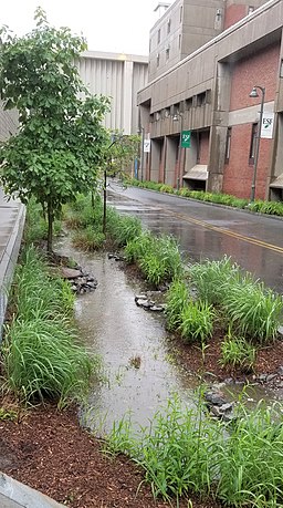 Rain Garden