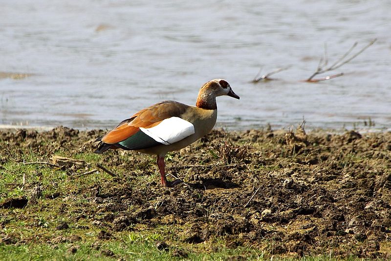 File:Egyptian Goose - Rutland Water (5734234455).jpg