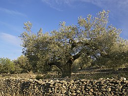 El Perelló - Old olive tree.jpg
